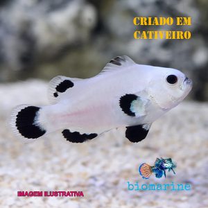 .peixe SNOW STORM Amphiprion ocellaris* – P