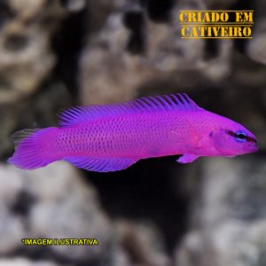 .peixe ORCHID DOTTYBACK Pseudochromis fridmani* – P