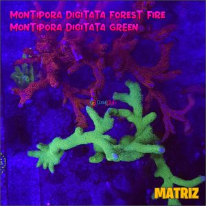 MONTIPORA FOREST FIRE P