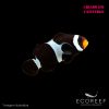 OCELLARIS BLACK Amphiprion ocellaris* ECOREEF