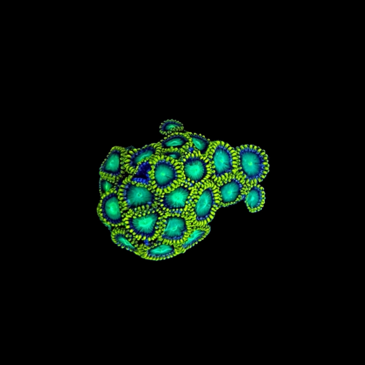 ZOANTHUS RADIOACTIVE GREEN | CoralClub